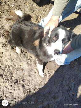 Border Collie Dogs Available for Adoption - Remi | PetCurious