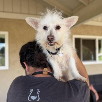 Terrier Dogs Available for Adoption in Ramona, California - Mr. Deeds | PetCurious