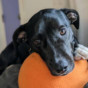 Alvin -  Black Labrador Retriever and Hound Dog for Adoption in Abbotsford, British Columbia - Alvin | PetCurious