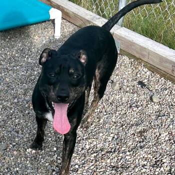 Rescue Mixed Breed Dogs for Adoption in Binghamton, New York - Austin | PetCurious