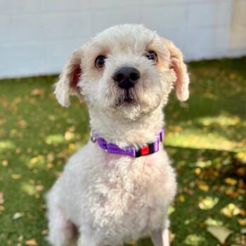 Coco -  Shih Tzu and Poodle Dog for Adoption in Providence, Rhode Island - Coco | PetCurious