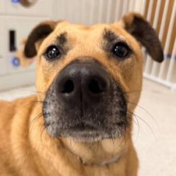 German Shepherd Dog Dogs Available for Adoption - LEXI | PetCurious