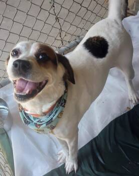 Layla -  Beagle and Labrador Retriever Dog for Adoption in Saint Clairsville, Ohio - Layla | PetCurious