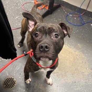 Rufford(Adoption Fee Sponsored) -  Mixed Breed Dog for Adoption in Columbiana, Alabama - Rufford(Adoption Fee Sponsored) | PetCurious