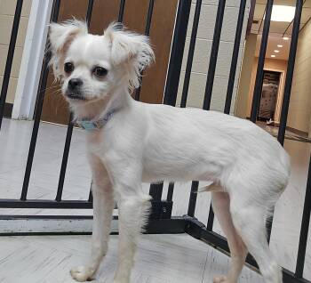 Chihuahua Dogs Available for Adoption in Sterling, Kansas - Paloma | PetCurious