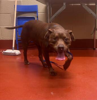 Lida-Bida -  Mixed Breed Dog Available for Adoption in Douglasville, Georgia - Lida-Bida | PetCurious