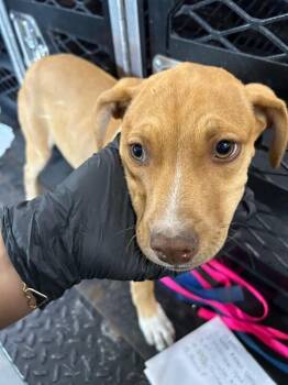 Star -  Mixed Breed Dog for Adoption in Hobbs, New Mexico - Star | PetCurious