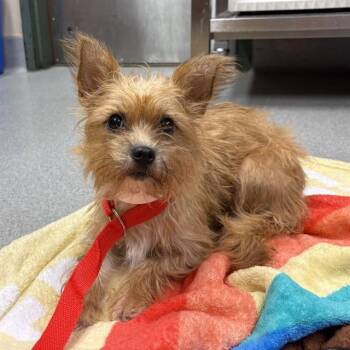 WILLOW -  Cairn Terrier and Mixed Breed Dog for Adoption in Rancho Cucamonga, California - WILLOW | PetCurious
