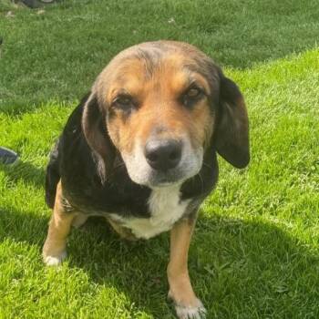 Mixed Breed Dogs Available for Adoption in Elyria, Ohio - Missy Moo | PetCurious