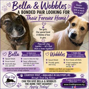 Bella - Courtesy Post -  Terrier Dog for Adoption in Gulfport, Mississippi - Bella - Courtesy Post | PetCurious