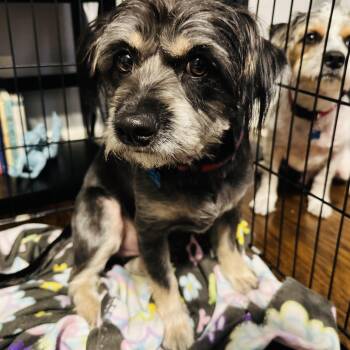 Rescue Cairn Terrier and Yorkshire Terrier Dogs for Adoption in Garland, Texas - Sammy | PetCurious