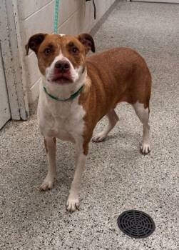 Rescue Pit Bull Terrier and Mixed Breed Dogs for Adoption in Kansas City, Missouri - McDonald | PetCurious