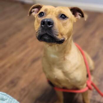 Mauriel -  Terrier and Mixed Breed Dog for Adoption in St. Louis, Missouri - Mauriel | PetCurious