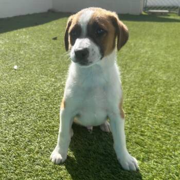 Mixed Breed Dogs Available for Adoption in Loxahatchee Groves, Florida - ZIGGY  6919 | PetCurious