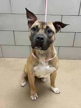Rescue Mixed Breed Dogs for Adoption in Nashville, Tennessee - Woody | PetCurious