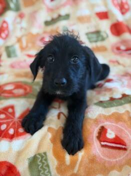 Terrier Dogs Available for Adoption - Jet | PetCurious