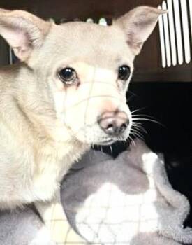 Chihuahua and Mixed Breed Dogs Available for Adoption in Houston, Texas - A654475 | PetCurious