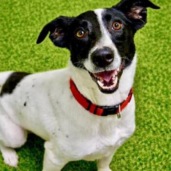 Terrier Dogs Available for Adoption in Battle Creek, Michigan - Meryl | PetCurious