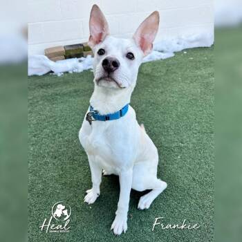 Mixed Breed Dogs Available for Adoption - Frankie | PetCurious