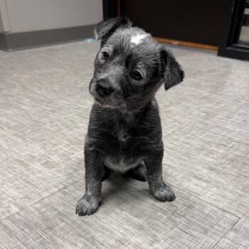 Australian Cattle Dog Blue Heeler Dogs Available for Adoption - Koala | PetCurious