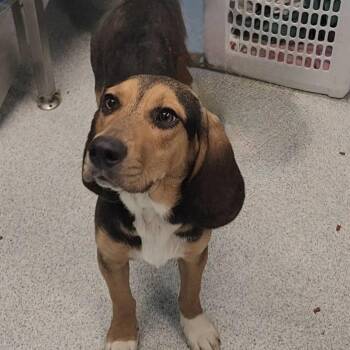Jagger 2026 -  Beagle and Basset Hound Dog for Adoption in Cincinnati, Ohio - Jagger 2026 | PetCurious
