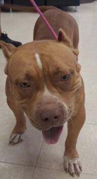 POLLY -  Pit Bull Terrier and Mixed Breed Dog for Adoption in Killeen, Texas - POLLY | PetCurious