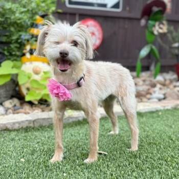 Hazel -  Lhasa Apso and Border Terrier Dog for Adoption in Fairfield, Connecticut - Hazel | PetCurious