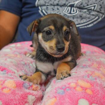 Terrier Dogs Available for Adoption - Buttercup | PetCurious