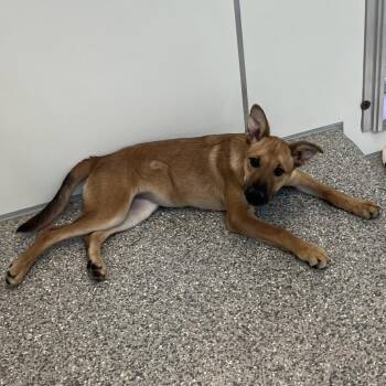 Cornichons -  Shepherd and Mixed Breed Dog for Adoption in Kanab, Utah - Cornichons | PetCurious