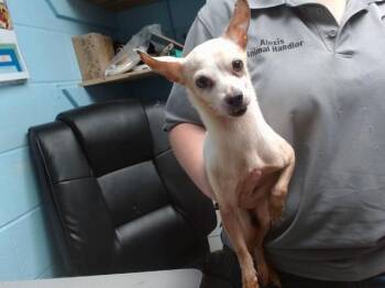 MINNIE -  Chihuahua and Mixed Breed Dog for Adoption in Albuquerque, New Mexico - MINNIE | PetCurious