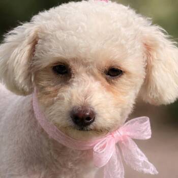 Poodle Dogs Available for Adoption - Mindy: Ready For Her Forever Home | PetCurious