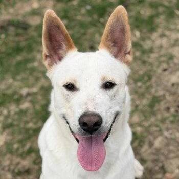 Shepherd and Terrier Dogs Available for Adoption in Bloomfield, Connecticut - Milo | PetCurious