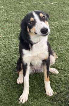 Chili -  Border Collie Dog for Adoption in Red Bluff, California - Chili | PetCurious