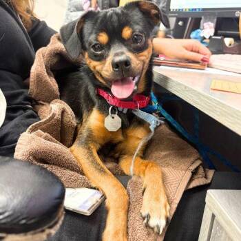 PETYR -  Chihuahua Dog for Adoption in Aurora, Colorado - PETYR | PetCurious