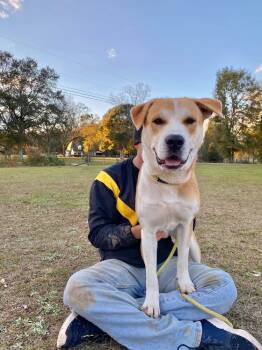 Rescue Labrador Retriever Dogs for Adoption in Troy, Alabama - Riddick | PetCurious