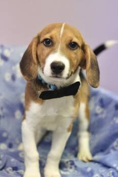 Beagle Dogs Available for Adoption in Manchester, New Hampshire - Ronno In NH! Come Meet Our Adoptable Dogs Wednesday-Saturday. Mo | PetCurious