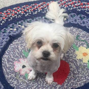 Sky -  Maltese and Mixed Breed Dog for Adoption in Detroit, Michigan - Sky | PetCurious