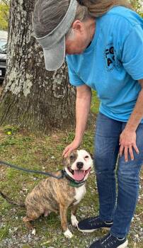 Pit Bull Terrier Dogs Available for Adoption in Rustburg, Virginia - Zoey: At Shelter | PetCurious
