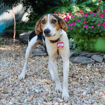 Dulcy -  Hound Dog for Adoption in Wake Forest, North Carolina - Dulcy | PetCurious