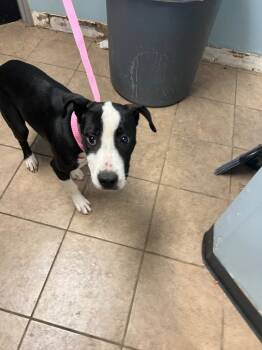 Rescue Mixed Breed Dogs for Adoption in Marion, Ohio - Persephone | PetCurious