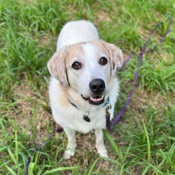 Lorelai -  Mixed Breed Dog for Adoption - Lorelai | PetCurious