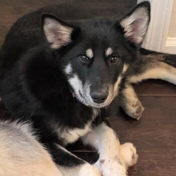 German Shepherd Dog and Husky Dogs Available for Adoption in Blairsville, Georgia - ALPHARETTA - Zoey | PetCurious