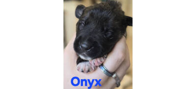 Rescue Mixed Breed Dogs for Adoption in Dallas, Texas - Gem Stones: Onyx | PetCurious