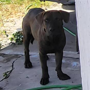 HEATHER -  American Staffordshire Terrier Dog for Adoption in San Antonio, Texas - HEATHER | PetCurious