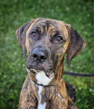 Cruz -  Boxer and Bloodhound Dog for Adoption in Bay City, Michigan - Cruz | PetCurious