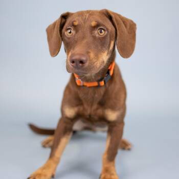 Chenille -  Mixed Breed Dog for Adoption in Portland, Oregon - Chenille | PetCurious