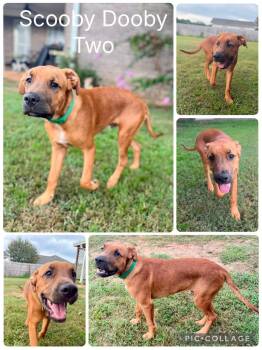 Scooby Doo -  Great Dane Dog for Adoption in Enterprise, Alabama - Scooby Doo | PetCurious