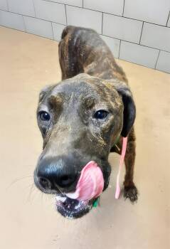 Boar -  Mixed Breed Dog for Adoption in Nashville, Tennessee - Boar | PetCurious