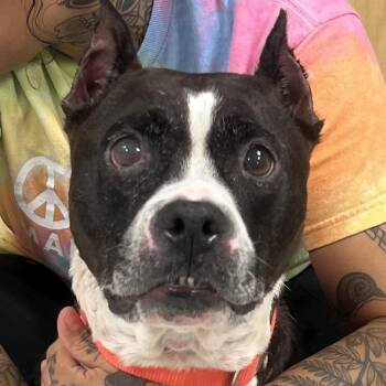 Quintara -  Pit Bull Terrier Dog for Adoption in Baltimore, Maryland - Quintara | PetCurious