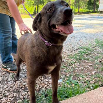 Smokey -  Mixed Breed Dog for Adoption in Valley, Alabama - Smokey | PetCurious